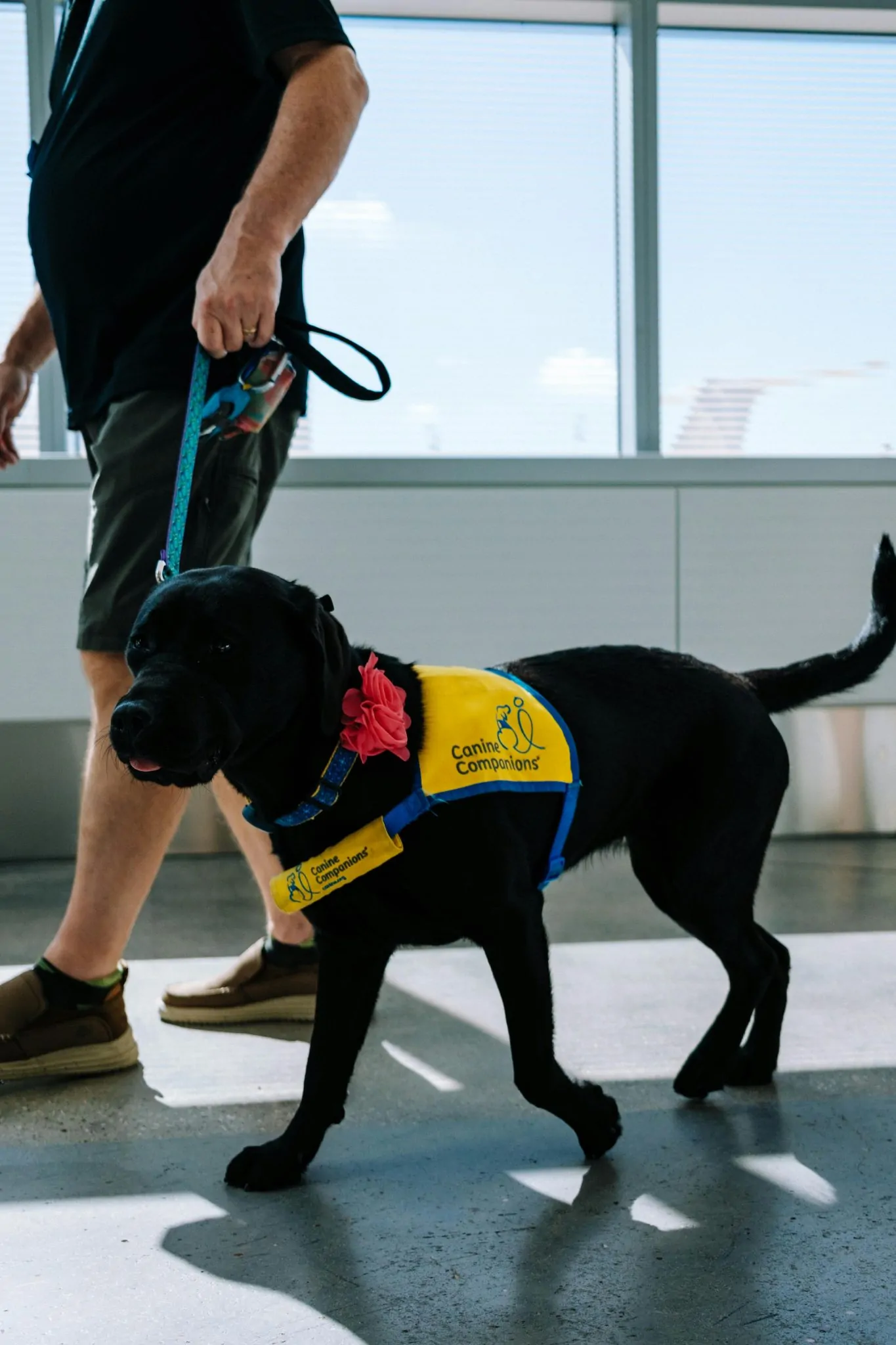 Assistance dogs and emotional support animals in the workplace Assistance dogs and emotional support animals in the workplace